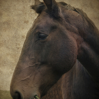 Buy canvas prints of Horse Portrait by Annabelle Ward