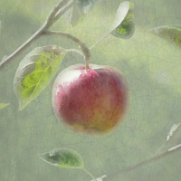 Buy canvas prints of Apple of my Eye. by Annabelle Ward
