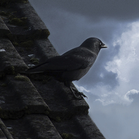 Buy canvas prints of Jackdaw on storm watch. by Annabelle Ward