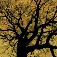 Buy canvas prints of Oak tree in yellow. by Annabelle Ward