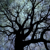 Buy canvas prints of Oak Tree in Blue by Annabelle Ward