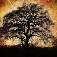 Buy canvas prints of Fiery Winter Tree by Annabelle Ward