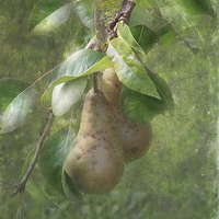 Buy canvas prints of A Pair of Pears by Annabelle Ward