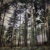 Buy canvas prints of Parkhurst Trees by Annabelle Ward