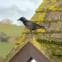 Buy canvas prints of Crow on the Tiles by Annabelle Ward