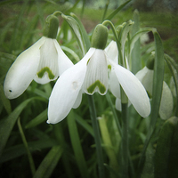 Buy canvas prints of Snowdrops by Annabelle Ward
