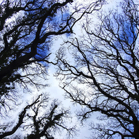 Buy canvas prints of Winter Tree Tops by Annabelle Ward