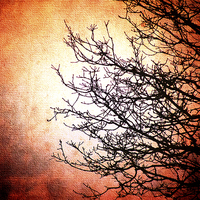 Buy canvas prints of Red and Dead Branches by Annabelle Ward