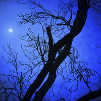 Buy canvas prints of Blue Moon Rising by Annabelle Ward