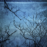 Buy canvas prints of Branches In Blue by Annabelle Ward