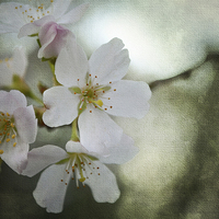 Buy canvas prints of Kiss of Blossom by Annabelle Ward
