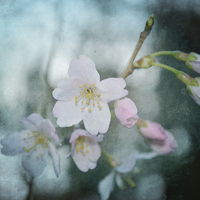 Buy canvas prints of Spring Blossom. by Annabelle Ward