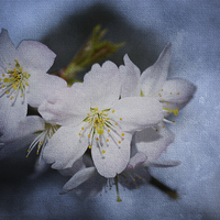 Buy canvas prints of Springtime Blossom. by Annabelle Ward