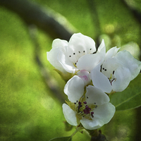 Buy canvas prints of Apple Blossom. by Annabelle Ward