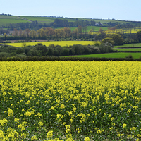 Buy canvas prints of Rapeseed In Bloom. by Annabelle Ward