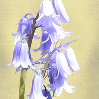 Buy canvas prints of Bluebells on Cream by Annabelle Ward