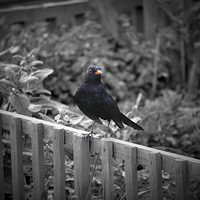Buy canvas prints of Mr Curious, the Blackbird. by Annabelle Ward
