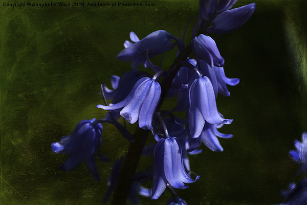 Spring Bluebells Canvas Print by Annabelle Ward