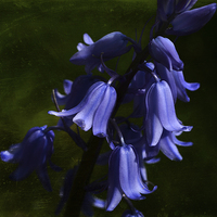 Buy canvas prints of Spring Bluebells by Annabelle Ward