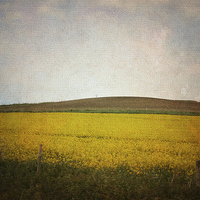 Buy canvas prints of Field of Yellow by Annabelle Ward