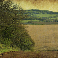 Buy canvas prints of Farmland Hedgerow. by Annabelle Ward