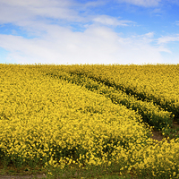 Buy canvas prints of Yellow Field Flowers. by Annabelle Ward