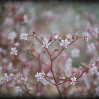Buy canvas prints of Ditsy Spring Flowers. by Annabelle Ward