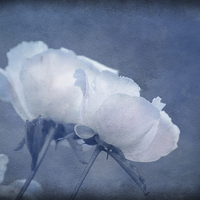 Buy canvas prints of Delicate Flowers in Blue by Annabelle Ward