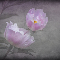 Buy canvas prints of Flowers And Pink. by Annabelle Ward