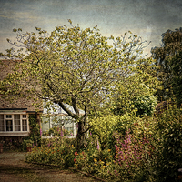 Buy canvas prints of English Country Garden. by Annabelle Ward