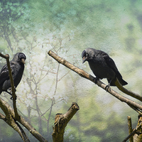 Buy canvas prints of Jackdaw Love by Annabelle Ward