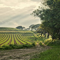 Buy canvas prints of Crop and Countryside by Annabelle Ward