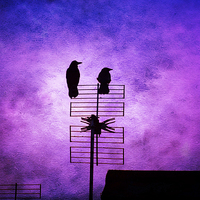 Buy canvas prints of Two Crow Violet by Annabelle Ward