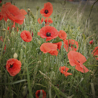 Buy canvas prints of Poppy Love. by Annabelle Ward