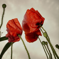 Buy canvas prints of Poppies In The Sky by Annabelle Ward