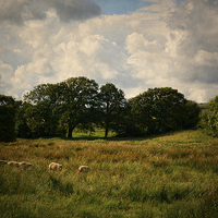 Buy canvas prints of Arreton Countryside. by Annabelle Ward