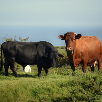 Buy canvas prints of Bullock and Cow. by Annabelle Ward