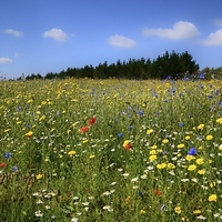 Buy canvas prints of Wild Flowers Meadow by Annabelle Ward