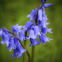 Buy canvas prints of  Bluebell Tears by Annabelle Ward