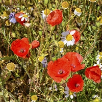 Buy canvas prints of  Wild Flowers by Annabelle Ward