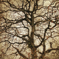 Buy canvas prints of  Autumn Love Tree by Annabelle Ward
