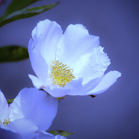 Buy canvas prints of  Delicate Flower on Blue by Annabelle Ward