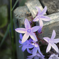 Buy canvas prints of  Little Purple Flowers. by Annabelle Ward