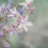 Buy canvas prints of  Lilac Looking Glass Flower by Annabelle Ward