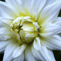 Buy canvas prints of  Darling Dahlia. by Annabelle Ward