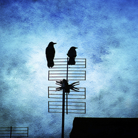 Buy canvas prints of  Two Crow Blues by Annabelle Ward
