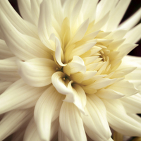 Buy canvas prints of  Dahlia Delight. by Annabelle Ward