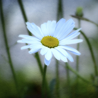 Buy canvas prints of  Daisy Delight. by Annabelle Ward
