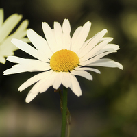 Buy canvas prints of  Lazy Daisy Days. by Annabelle Ward