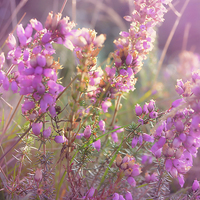 Buy canvas prints of  Pink Bell Heather. by Annabelle Ward
